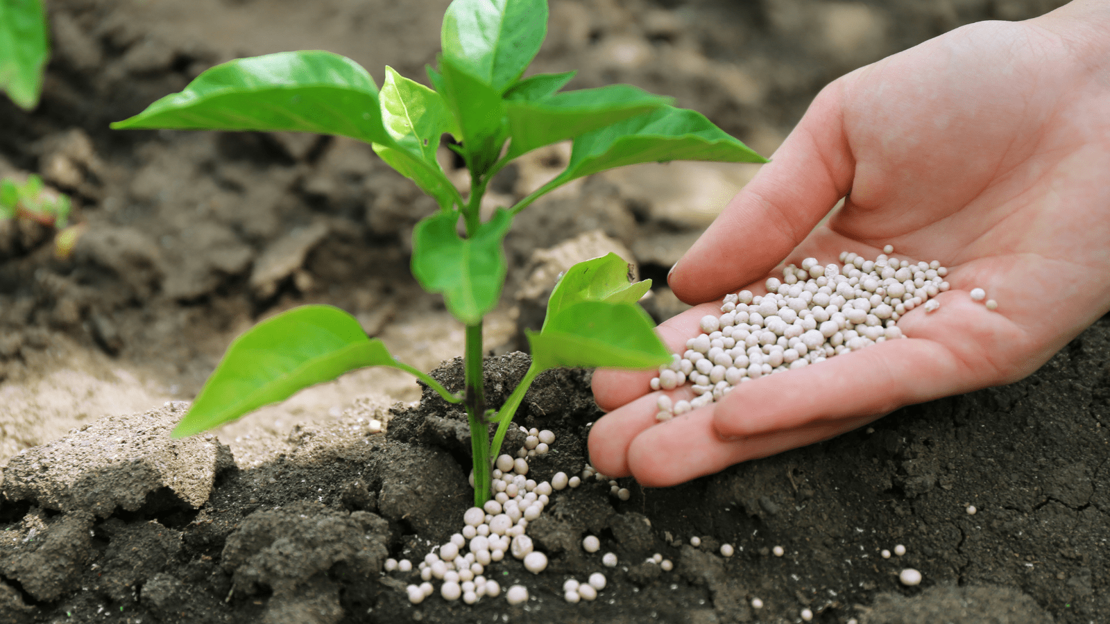 Fertilizers on Plants: A Step-by-Step Guide for Healthy Growth